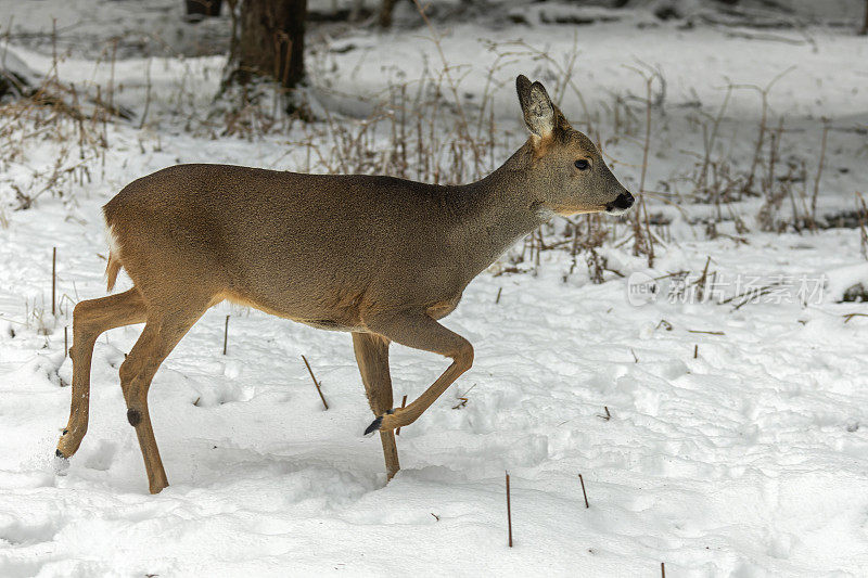 母狍子(Capreolus Capreolus)